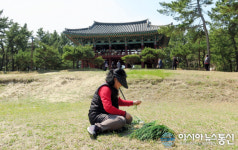 관동팔경 울진 월송정의 봄 풍경