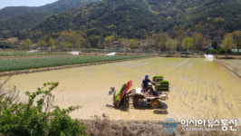 창녕군 고암면 신기마을에서 올해 첫 모내기
