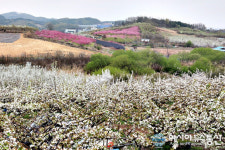 (포토)세종시 조치원 신흥리 체육관 부근 무릉도원