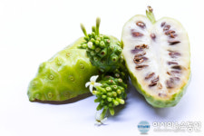 [단기간 디톡스 다이어트] 노니 효능, 분말가루·환·주(쥬)스 중 으뜸은?…먹는 법과 부작용도 참고해야