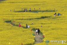 산청 단성면 ‘경호강변 유채꽂 축제’