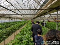 아시아뉴스통신 딸기축제...줄 맞춰서 드디어 입장