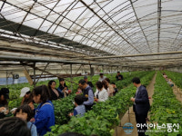 아시아뉴스통신과 함께하는 딸기축제...가족과 함께 힐링