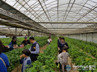 아시아뉴스통신과 함께하는 딸기축제...맛도 일품 아이들교육에도 최고
