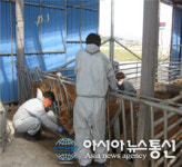 고성군, 구제역 선제적 차단방역 백신 일제접종