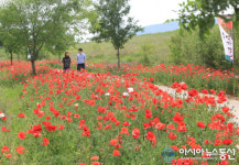 오는 12일 꽃양귀비와 함께하는 초동면민 걷기대회 개최