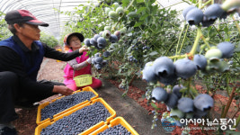 함양군, 항노화에 좋은 블루베리 수확