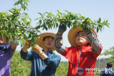 국민 속으로...황교안 대표, 영천시 대창면서 일손돕기 나서