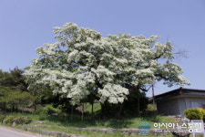 합천 가회면 오도리 이팝나무 꽃 만개...대풍(大豊) 기대