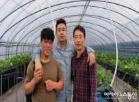 곡성 딸기가 좋아 귀농한 세 명의 청년 농부 주목