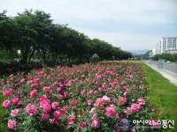 광양시, 장미동산에 장미꽃 만개