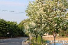 예천 한천 산책로 이팝나무 꽃 활짝