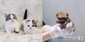 부산고양이분양 전문 미유펫동물병원 견종, 묘종 최대85%할인 이벤트 및 무료분양 기획