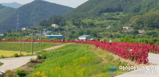 밀양시 상동면 장미꽃길 걸어보세요