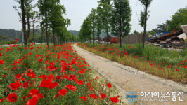 하동군, 진교 메타세쿼이아길 꽃양귀비 만개