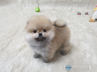 광주 강아지분양, 고양이 분양 ‘펫왕국’ 합리적인 가격에 애견 및 애묘 분양 진행하는 애견샵으로 눈길