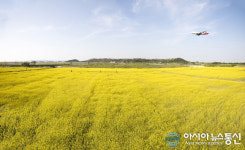 인천국제공항공사, 공항 내 하늘정원 유채꽃밭 개방