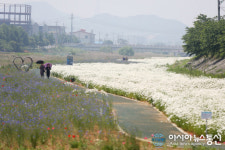 서산시 운산면 용장천에 샤스타 데이지 꽃 만개