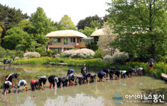 태안 천리포수목원, 어린 농부들과 손 모내기