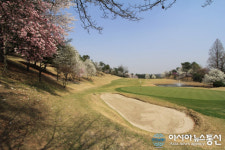 화사하게 꽃핀 경기 화성시 라비돌리조트 골프장