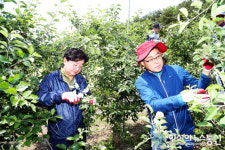권영세 안동시장, 농촌일손돕기 펼쳐