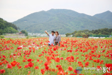 밀양시 기회송림, 양귀비꽃 절정