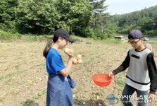 영덕 병곡初 "일손도 돕고 먹거리 소중함도 익히고"