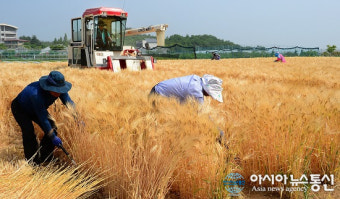 (포토)망종(亡種) 앞두고 보리 수확 한창
