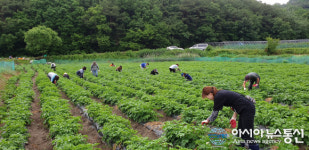 대전 중구, 행복나눔농장 감자 수확 준비 마쳐