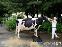 영천 구정목장, 한국 홀스타인 그랜드 챔피언 영예