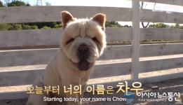 동물농장 길 위의 차우차우, 진짜 주인 찾는가 했더니.. 납치 루머 왜?