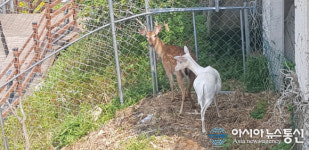 신비로운 백록(흰사슴)이 통영 서피랑에 나타나다