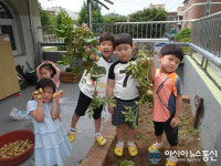 (포토)증평초 병설유치원 우리 감자 캤어요∼