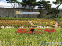 알록달록 꽃보러 영천 금호강변으로 오세요