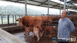 영천서 한우 세쌍둥이 태어나 화제
