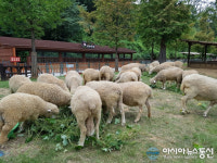 인천남동구, 늘솔길공원 양떼목장 관리시설 새 단장