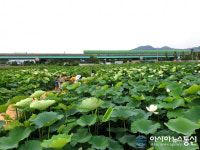 김해시 칠산서부동, 친환경 연꽃밭으로 시민 초대