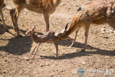 평창남부지역 새로운 관광명소 ‘우루루동물농장’ 개장