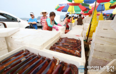 충남 태안 오징어 大豊 어획 작년 1.2배