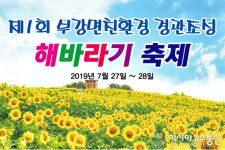 세종시 부강면 금강변 야생화 단지서 해바라기 축제