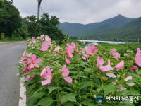 청도 운문사 가는 길에 만개한 부용화 꽃길