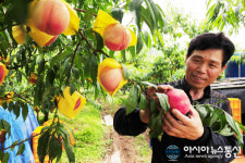 장성군, 25일부터 차돌 복숭아 출하