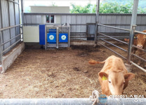 울산시농업기술센터 전자동 로봇 포유기 시범사업 축산농가 ‘호응’