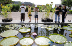 태안 천리포수목원, 빅토리아 크루지아나 수련 꽃 활짝
