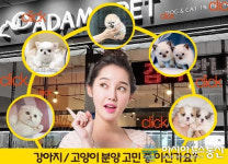 강아지 분양, 고양이 분양업체 아담스펫, 차별화된 서비스로 프리미엄 분양샵으로 불려