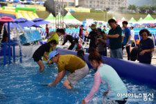 영월동강뗏목축제, 여름 더위 맨손송어잡기로 식혀