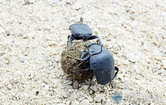 48년전 사라진 소똥구리 우리 곁으로 돌아온다...몽골서 200마리 도입