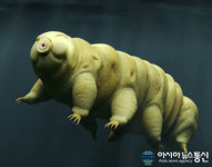 물곰 뭐길래? ‘죽지 않는 생명체’ 우주에서 가장 긴 생명력 가져…죽지 않는 비결은? ‘화제’’