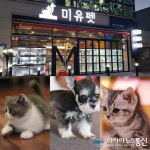 강아지, 고양이분양 전문업체 미유펫 차별화된 서비스를 통해 반려동물 분양을 진행해
