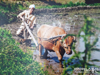 충북 영동군 향토문화의 큰 별 지다